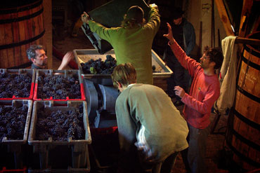 Les vendanges aux Vercots dans la cuverie