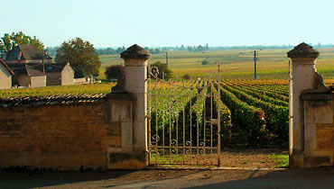 image des vignes : le Clos du Chapitre