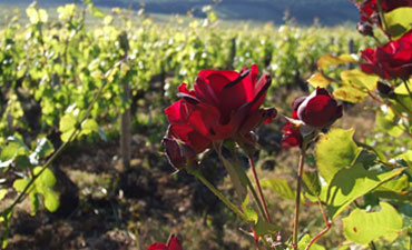 rosier dans les vignes