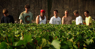 Les vendanges dans le clos du chapitre