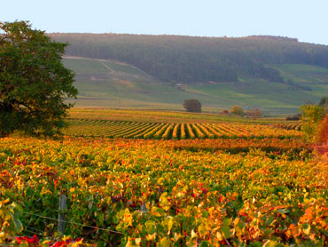 vue des vignes en automne