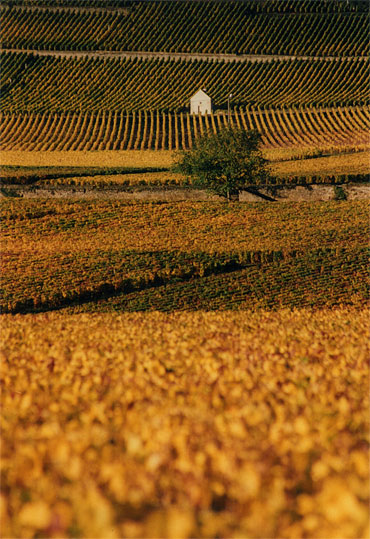 Cabote dans les vignes